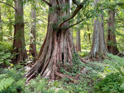 metasequoia metasequoia