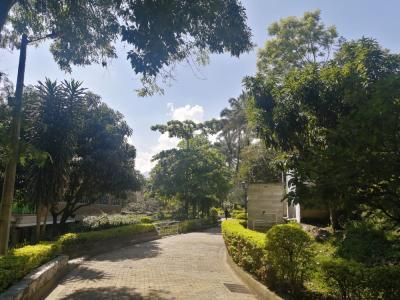 Campus trees