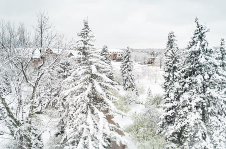 Arboretum at Regis University - snowy trees