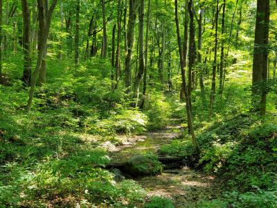 Hayes Arboretum