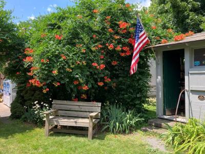 trumpet vine