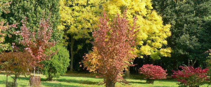 Arboretum fall trees