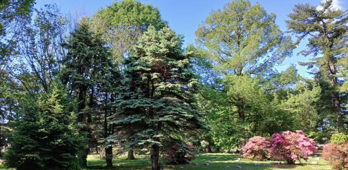 trees trees
