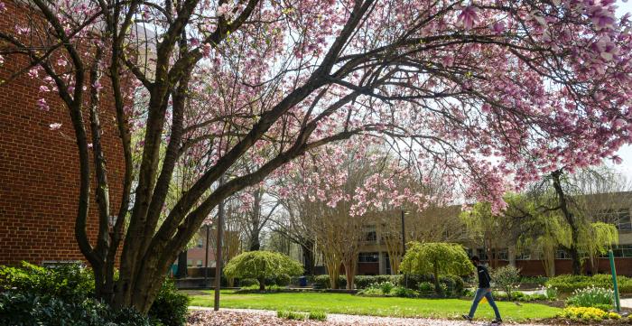 Pink Magnolia