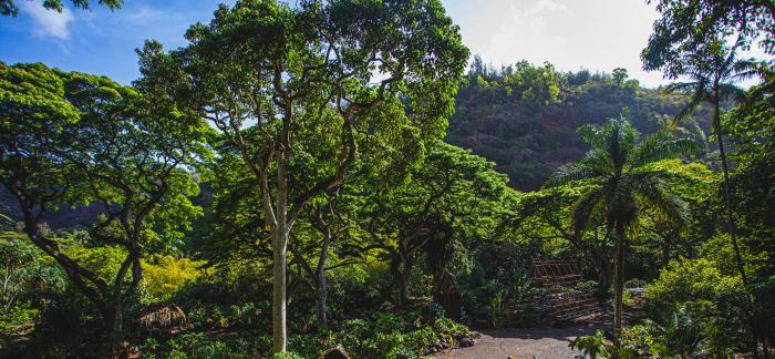 Waimea Valley