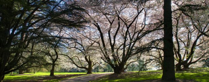 trees