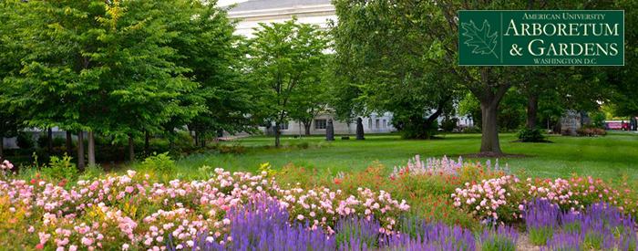 American University Arboretum American University Arboretum