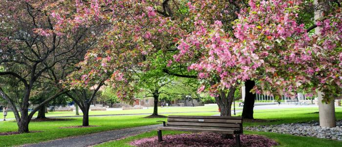 spring blooming trees