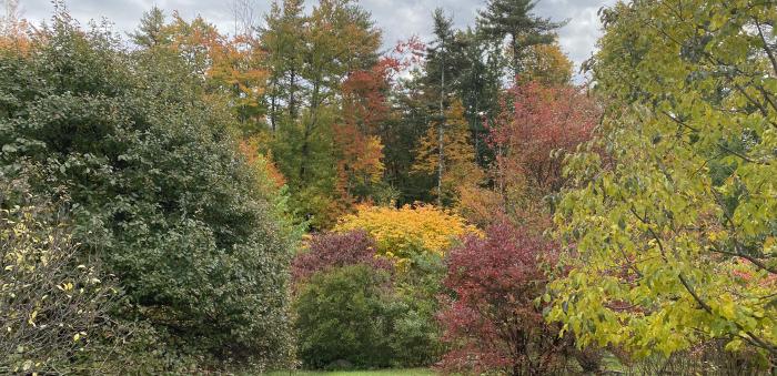 Autumn South Garden