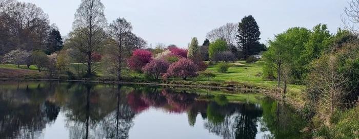 Bartlett trees