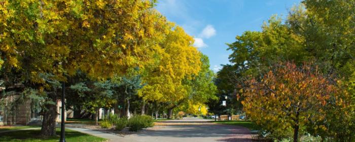 Fall trees