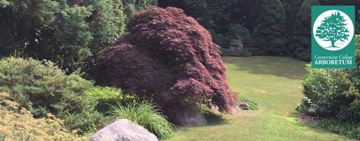 Conn College Arboretum