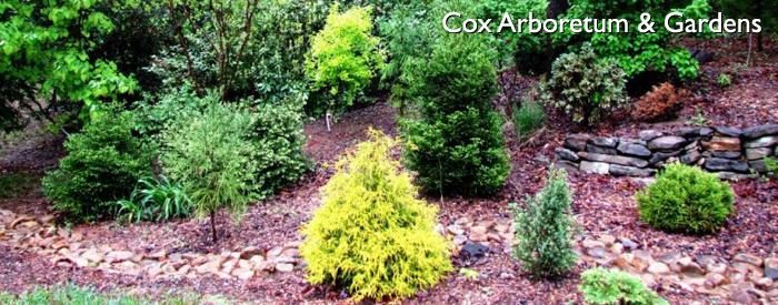Cox Arboretum conifers