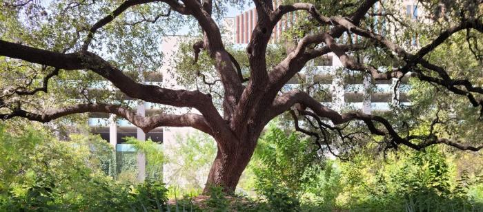 Campus tree