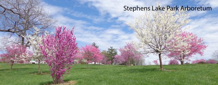 Stephens Lake Park Arboretum spring trees Stephens Lake Park Arboretum