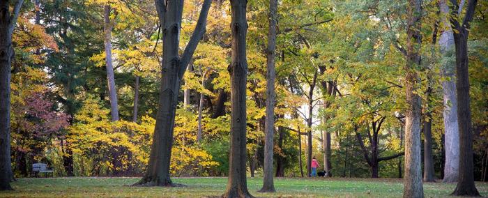 Hayes Presidential Library & Museum trees