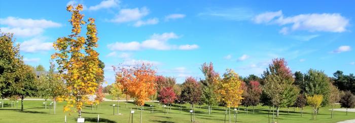 Maple Grove Maple Grove