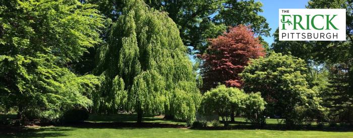 The Frick Pittsburgh beech trees