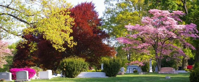 trees