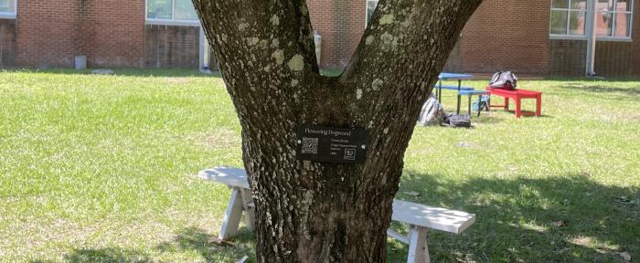 tree tree