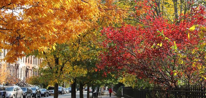 Fall trees