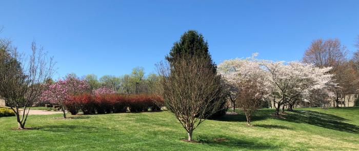 spring blooming trees