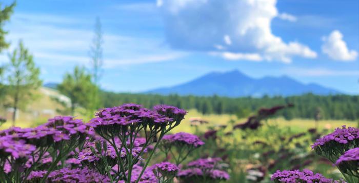 The Arboretum at Flagstaff