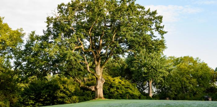 tree