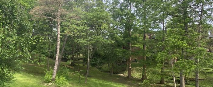 trees