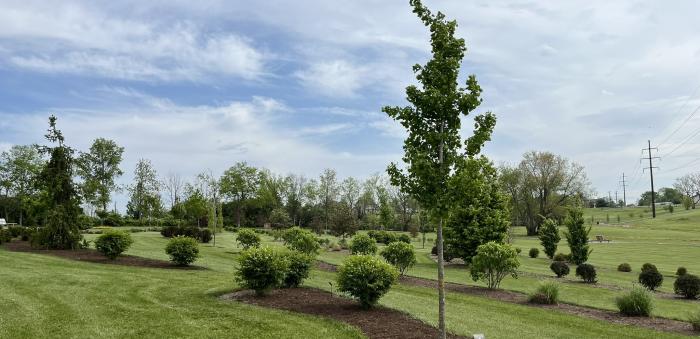 trees trees