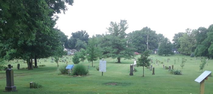 trees trees