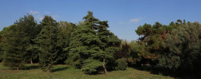 Malva Permakultur trees