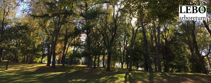 Mt. Lebanon Arboretum