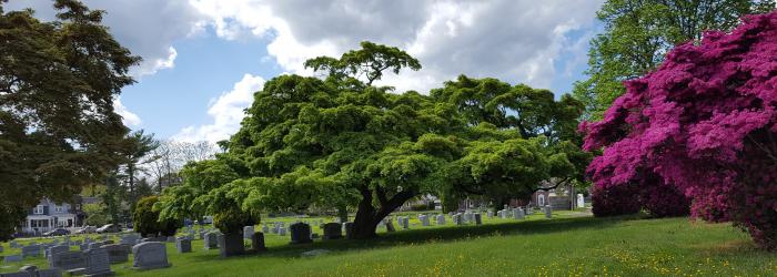 Riverview Cemetery Arboretum