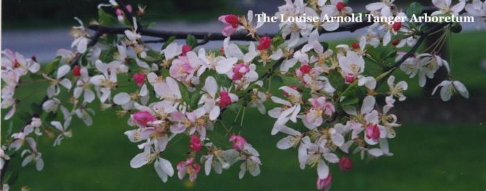 The Louise Arnold Tanger Arboretum