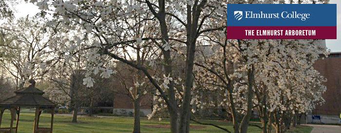 The Elmhurst College Arboretum campus trees