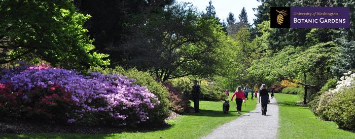 UW Botanic Gardens Azalea Way-Larry Howard