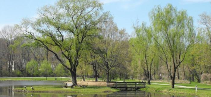 Willows pond Willows Pond