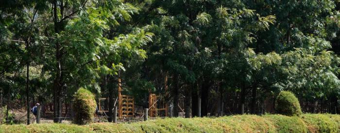 trees