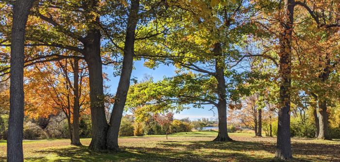 South Park Arboretum