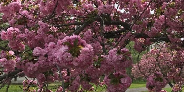 Cherry trees