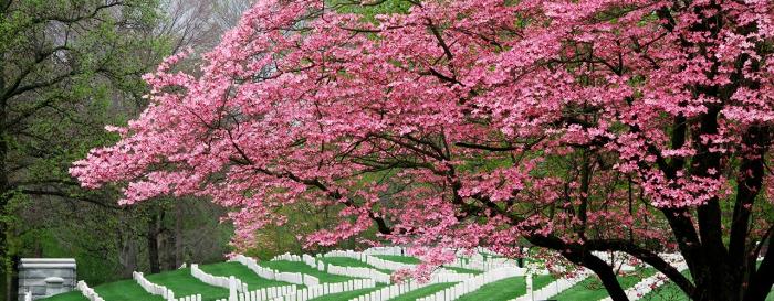 Dogwood Dogwood