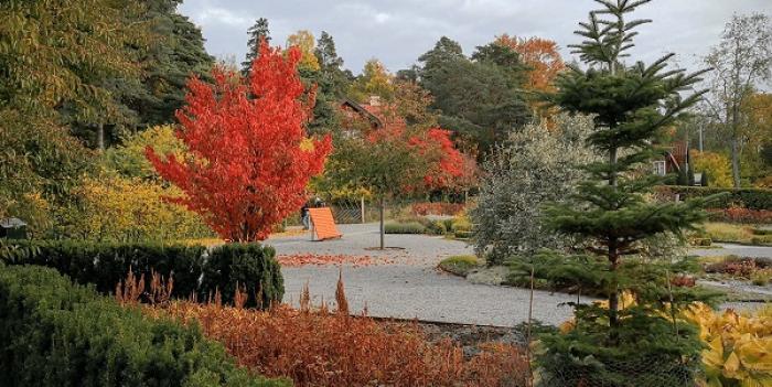 Autumn trees