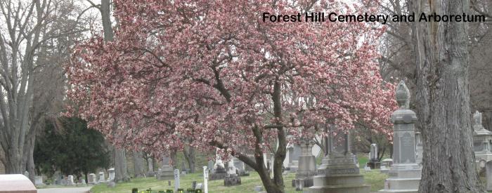 Forest Hill Cemetery spring trees