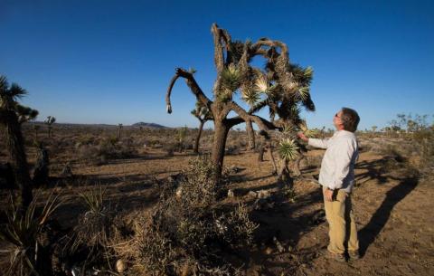drought, Joshua tree