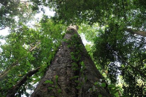 Africa tall tree Africa tall tree