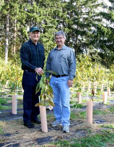 American Chestnut restoration American Chestnut restoration