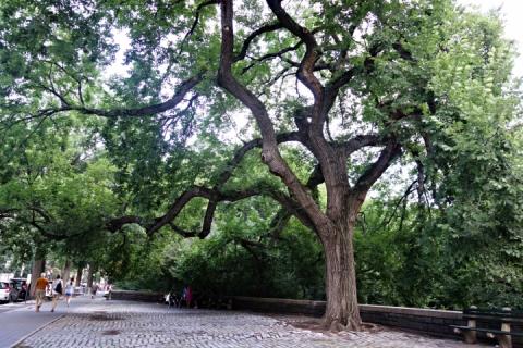 An American elm tree on Central Park West in Manhattan
