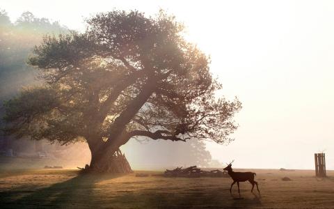 Ancient native oaks in Europs - Credit: Christopher Pledger
