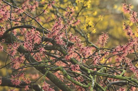 Arboretum Kalmthout - Hamamelis x intermedia 'Ruby Glow'